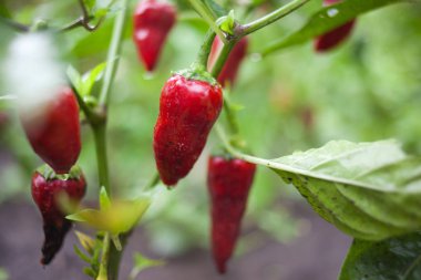 Bahçedeki kırmızı dolmalık biber