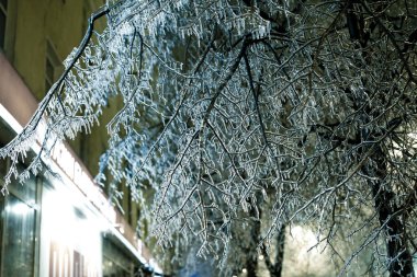 Ağacın dallarındaki sarkıtlar