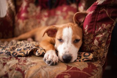 bir sandalyede oturan bir Stafford köpek yavrusu