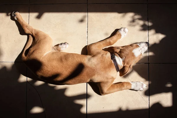 The dog sleeps on the tile — Stock Photo, Image