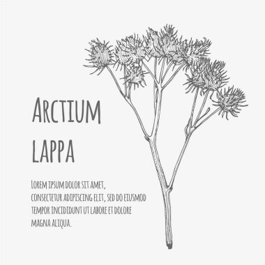 Büyük dulavratotu vektör Illustration. Arctium fındık.