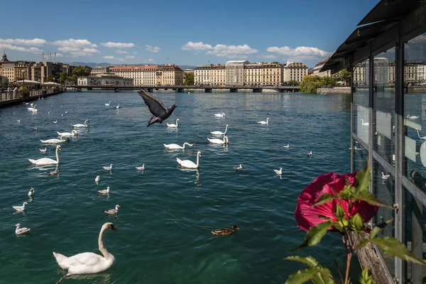 Geneva Rhone River with Swans and Seagulls — Stock Photo, Image