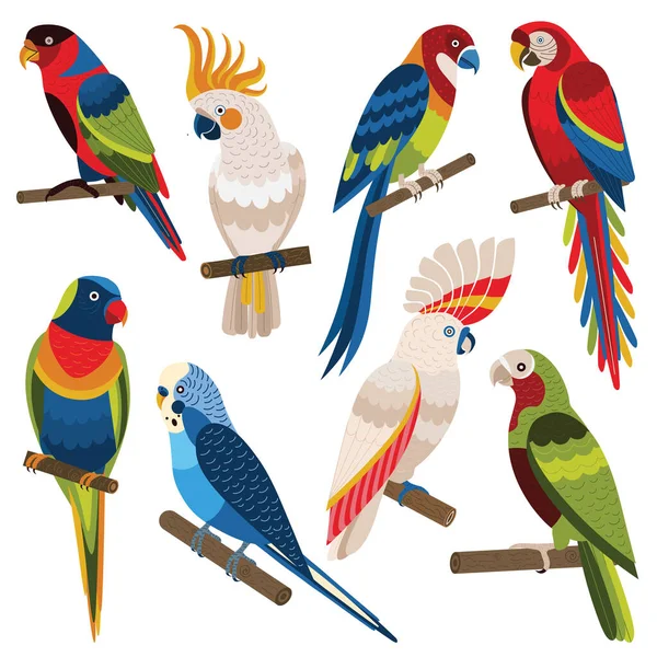 Exotic Multicolored Different Parrot Types Cartoon Set — Stock Vector