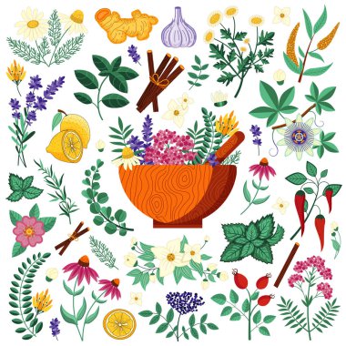 Medical Herbs and Homeopathic Heeling Plants Set clipart