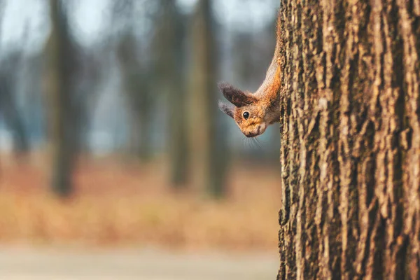 Ginger eekhoorn in Wit-Rusland Herfst Bos Park — Stockfoto