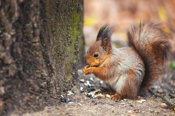 Imbir wiewiórka w Białoruś jesienny leśny park Zdjęcie Stockowe