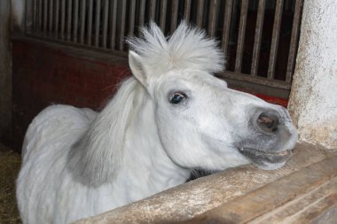 Küçük beyaz bir midilli hediye pencere ahır dışında görünüyor