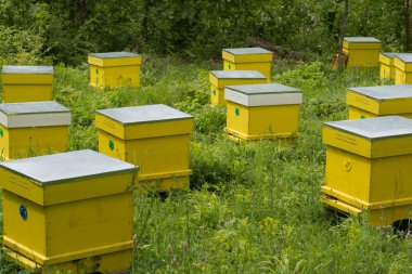 Bal arı kovanlarını yeşil bir bahçe içinde