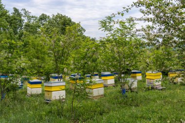 Honey bee hives in spring acacia garden clipart