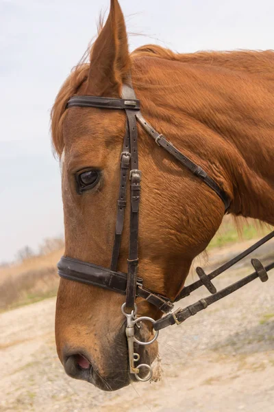 Belo retrato de cavalo, cabeça de cavalo de perto — Fotografia de Stock