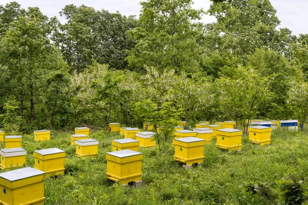 Colmenas de miel amarilla en un jardín de acacia verde —  Fotos de Stock