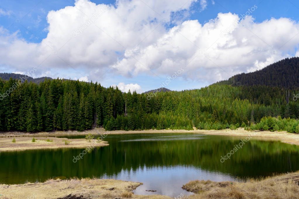 Reflections on the Coniferous Forest in a Lake