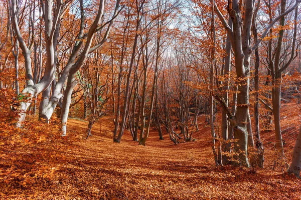 Осінні лісові дерева пейзаж — стокове фото