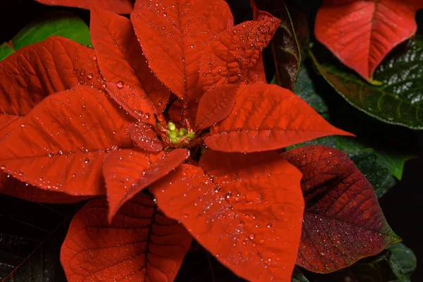 Kırmızı Atatürk çiçeği çiçek, Euphorbia Pulcherrima, Nochebuena