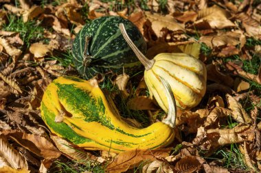 Dekoratif kabaklar üzerinde kuru sonbahar yaprakları