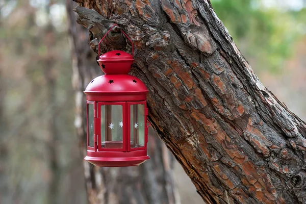 Beautiful red fairytale lantern hanging  fir branch in forest