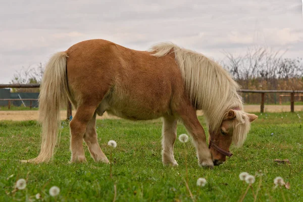 Mały piękny kucyk shetland (piękny miniaturowy koń) na farmie jedzący świeżą zieloną trawę — Zdjęcie stockowe