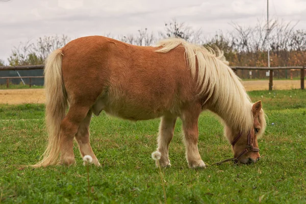 Pequeno pônei de molhe encantador (cavalo miniatura bonito) em uma fazenda que come grama verde fresca — Fotografia de Stock