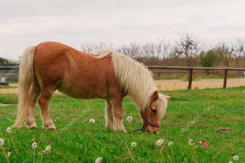 Little lovely shetland pony (beautiful miniature horse) on a farm eating fresh green grass