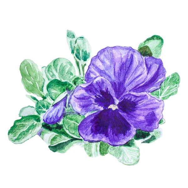 Fiore di Viola. Pittura ad acquerello fatta a mano — Foto Stock