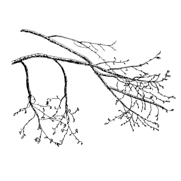 Ramo d'albero in primavera. schizzo — Vettoriale Stock