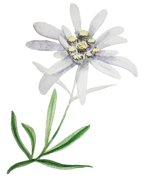 Edelweiss çiçek suluboya