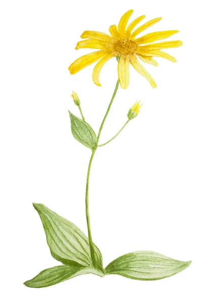 Arnica flor aquarela — Fotografia de Stock