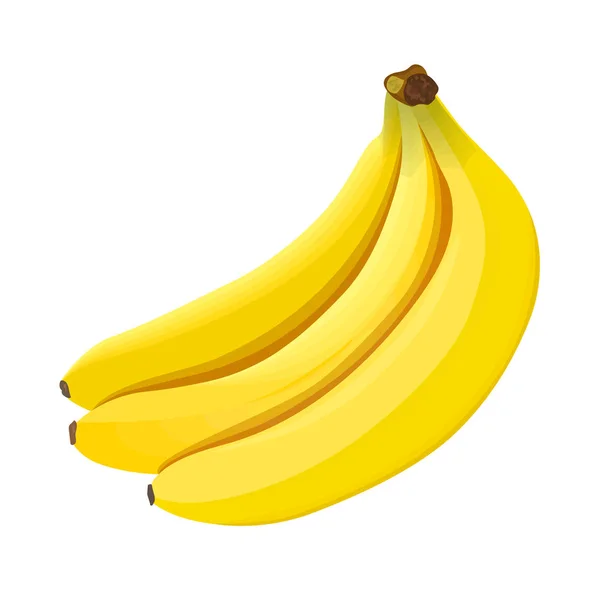 Banana. Plátanos maduros aislados sobre fondo blanco — Vector de stock