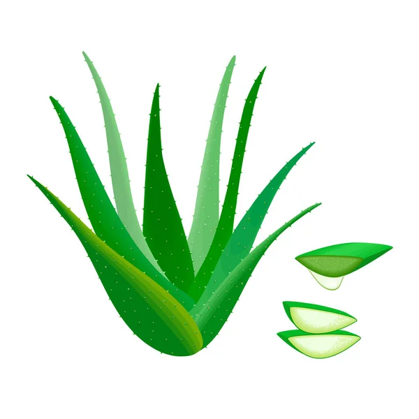 Aloe Vera entero y rebanadas, gotas de jugo. Medicina herbal — Vector de stock