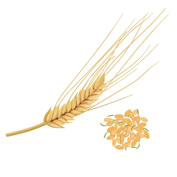 Le germe de blé, le grain de blé nutritif. isolé. Grains germés — Image vectorielle