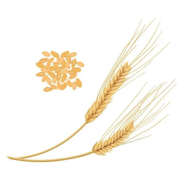 Espigas de trigo aisladas sobre fondo blanco. Espiga dorada y granos — Vector de stock