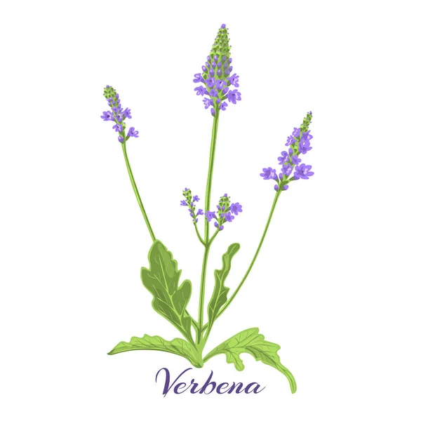 Virágos növény vasfű vagy verbéna — Stock Vector
