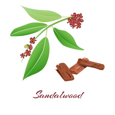 Sandalwood tree branch and bark. clipart
