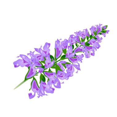 Mor çiçek. Sage.Vector.