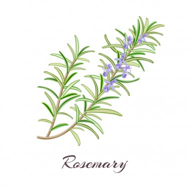 Biberiye bitki. Rosmarinus officinalis.