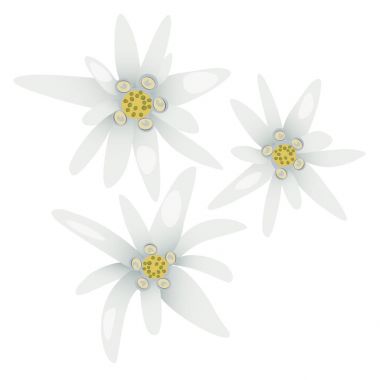 Edelweiss flowers. Leontopodium alpinum.