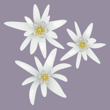 Edelweiss çiçek. Beyaz çiçekler.