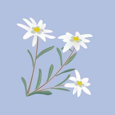 Edelweiss. Çiçekler ve yapraklar.