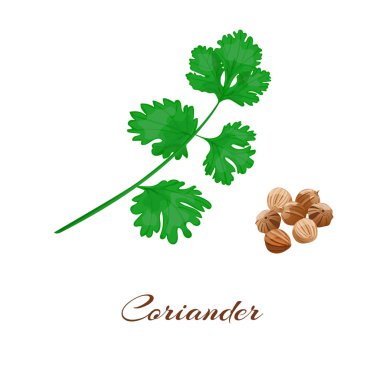 kişniş veya kişniş. 