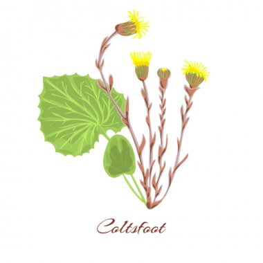 Coltsfoot vektör çiçek