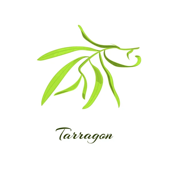 Erva Tarragon. Ilustração vetorial — Vetor de Stock