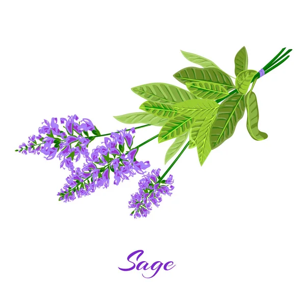Flowering sage. Sage herb. — Stock Vector