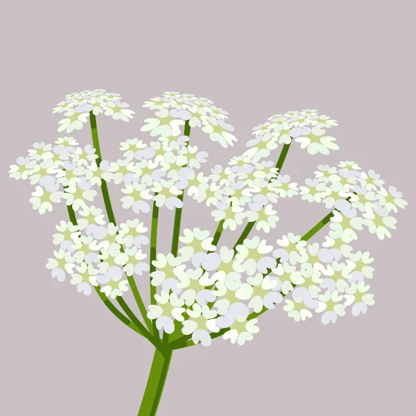 Daucus carota, nama umum wortel liar , - Stok Vektor