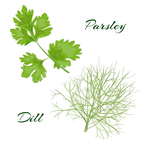 Parsley and dill. fresh cooking herbs. — Stock Vector