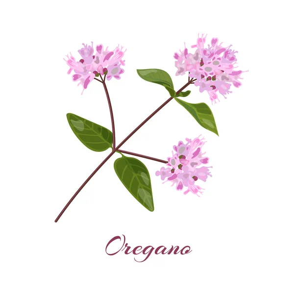 Bloeiende bloemen van oregano — Stockvector