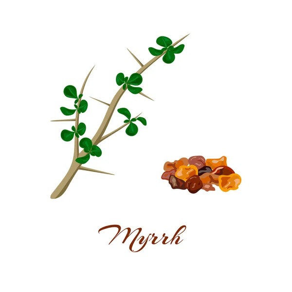Myrrh. Commiphora myrrha. — Stock Vector