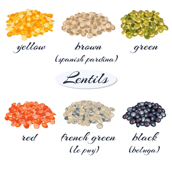 Various types of lentils — Stock Vector