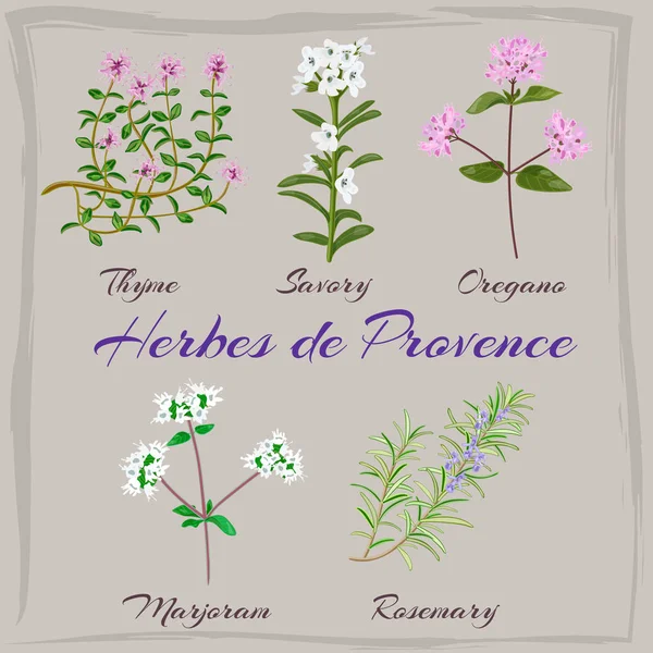 Herbes de 프로방스. — 스톡 벡터