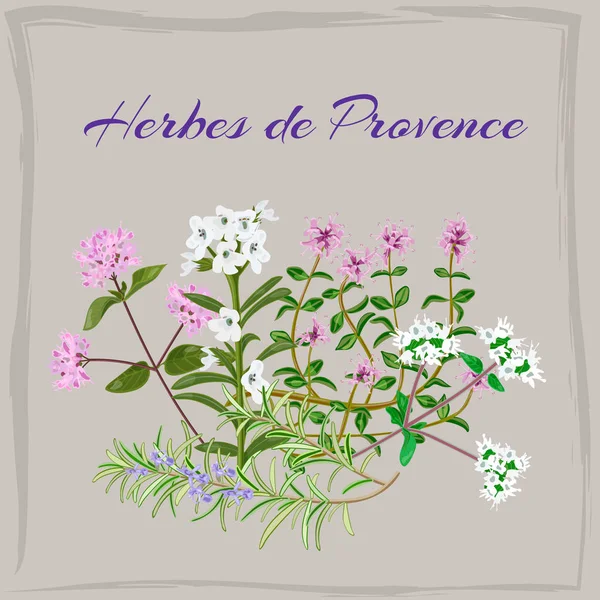 Herbes de Provence. — Stock vektor