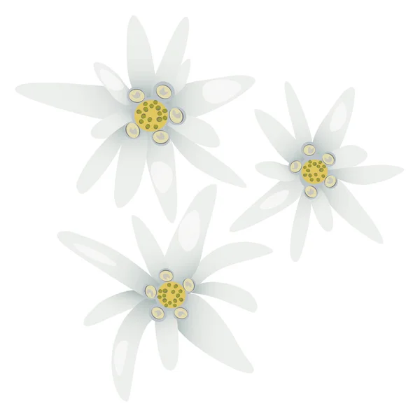 Flores de Edelweiss. Leontopodium alpinum . — Archivo Imágenes Vectoriales